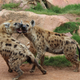 Illustration for article titled Wednesday Hyena - Crocuta crocuta Edition